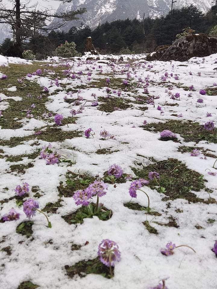 Yumthang Valley is a picturesque