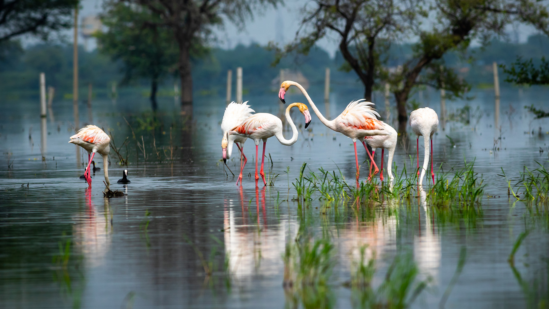 Bharatpur Bird Sanctuary (Keoladeo National Park) Rajasthan