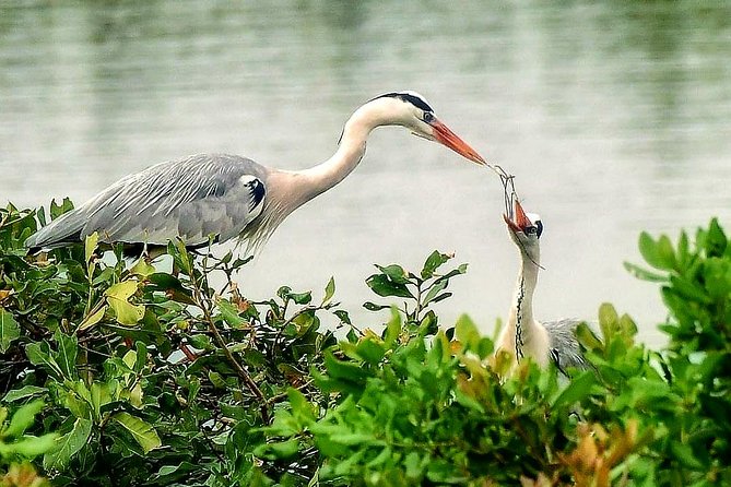 
Vedanthangal Bird Sanctuary Tamil Nadu