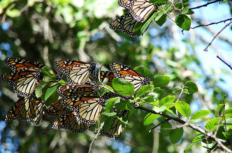 Butterfly Park, Shimla