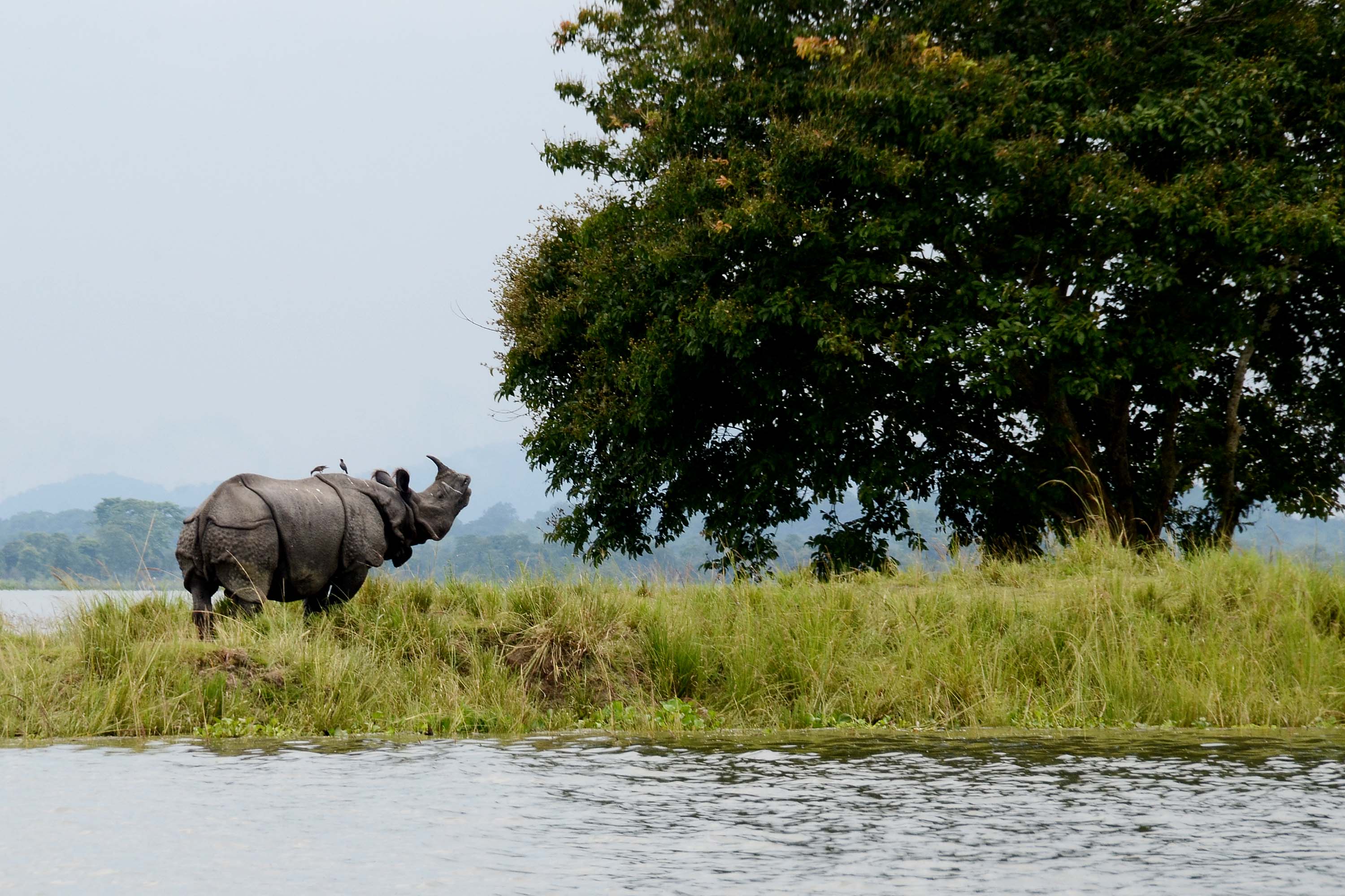 Kaziranga National Park