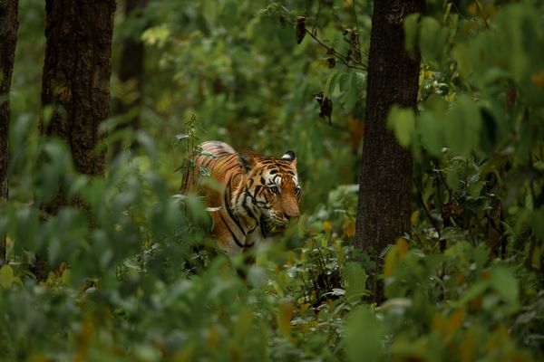 Kanha National Park, Madhya Pradesh 