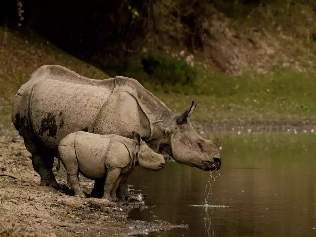 Kaziranga National Park, Assam